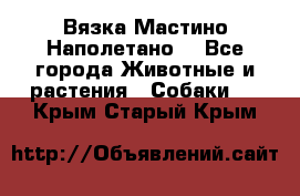 Вязка Мастино Наполетано  - Все города Животные и растения » Собаки   . Крым,Старый Крым